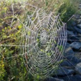 0309F 26 Alt-Weiber-Sommer